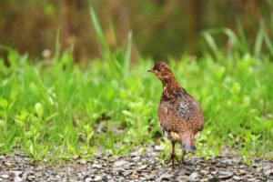 A new voice in the grouse woods: Linda Ordiway joins WVDNR as small game biologist